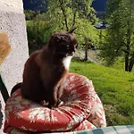 Berghof Reiter 게스트하우스 3*