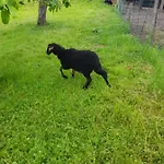 ゲストハウス Berghof Reiter