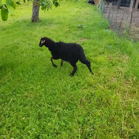 Konukevi Berghof Reiter