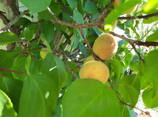 Berghof Reiter בית הארחה