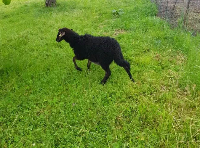 בית הארחה Berghof Reiter